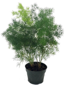 Asparagus Ming Fern Deco Pot 10”