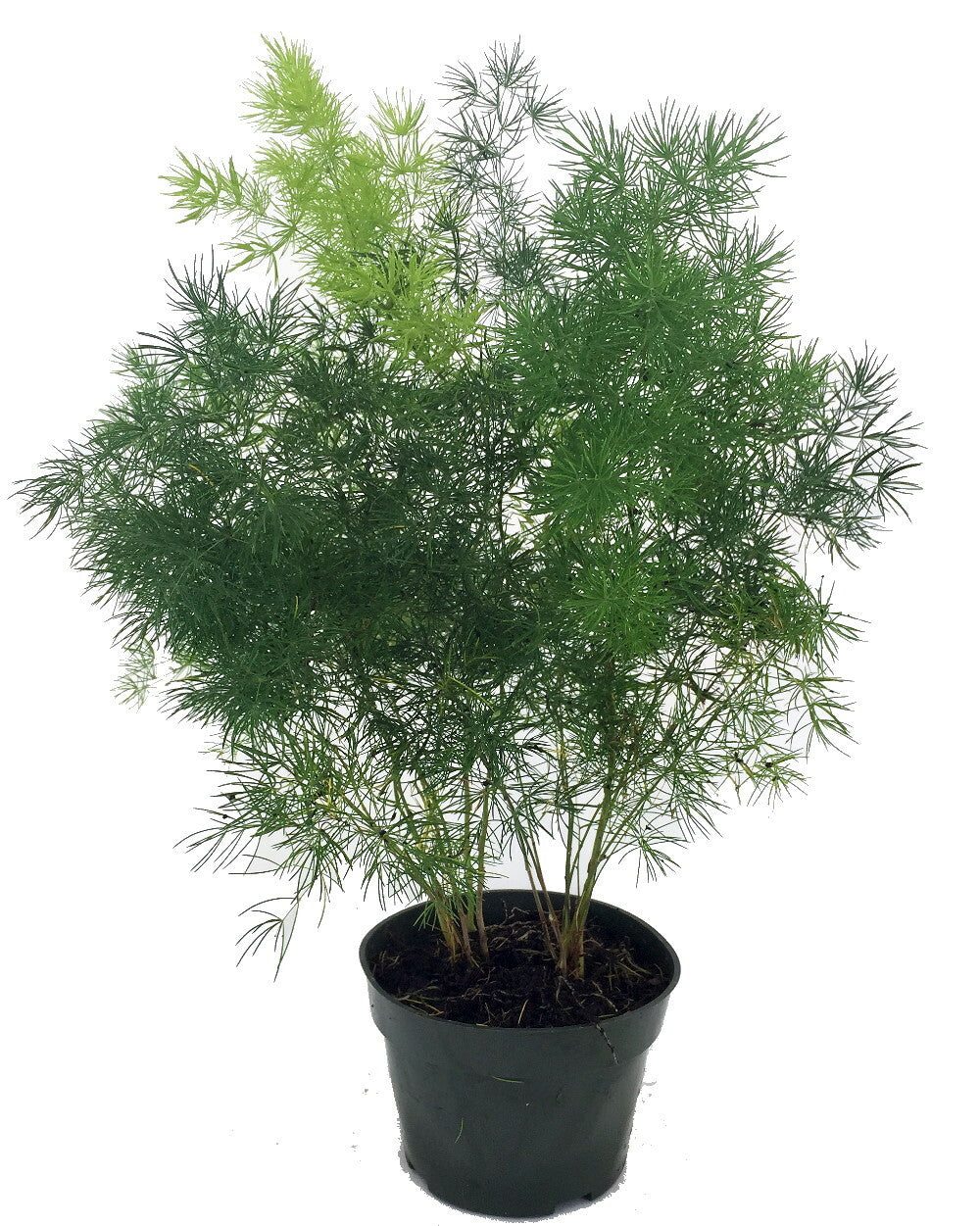 Asparagus Ming Fern Deco Pot 10”