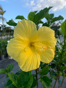 Hibiscus Bush, Fort Myers Yellow 14"