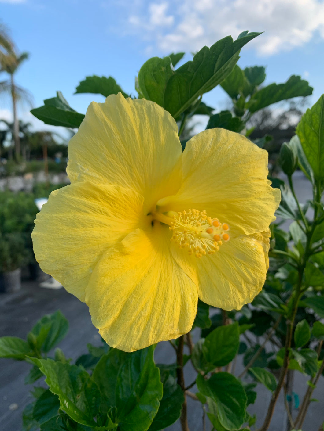 Hibiscus Bush, Fort Myers Yellow 14