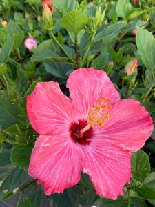 Standard Hibiscus, Painted Lady 3G/10"