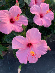 Hibiscus Bush, Seminole Pink 14"