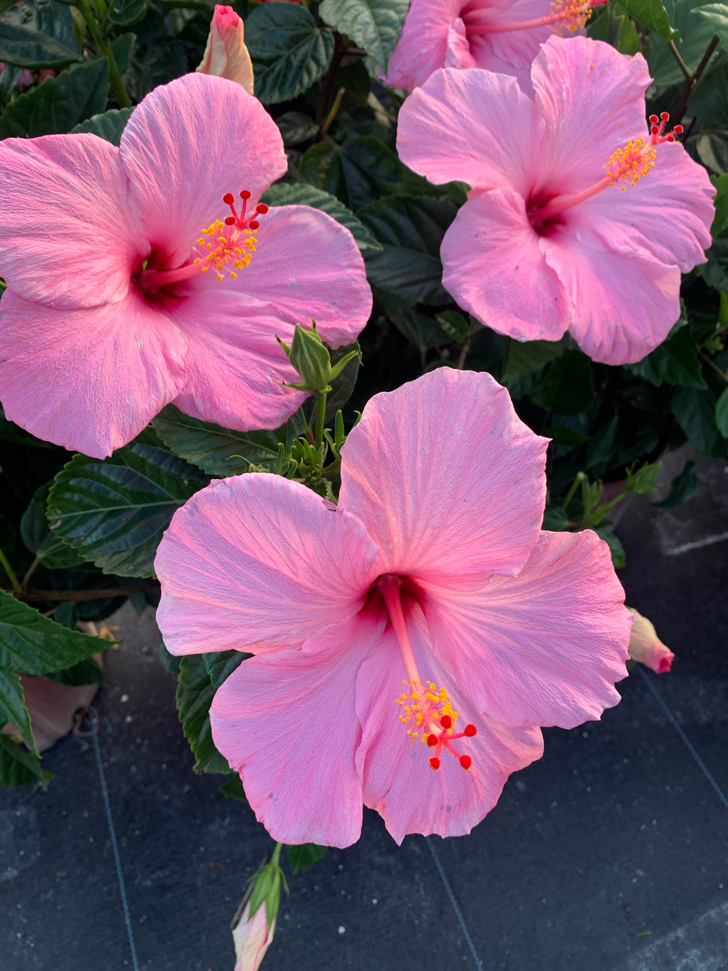 Hibiscus Bush, Seminole Pink 14