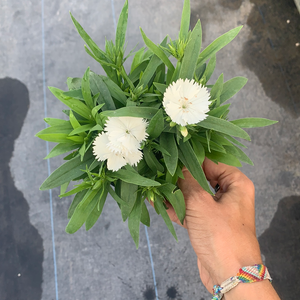 Dianthus White 4.5"