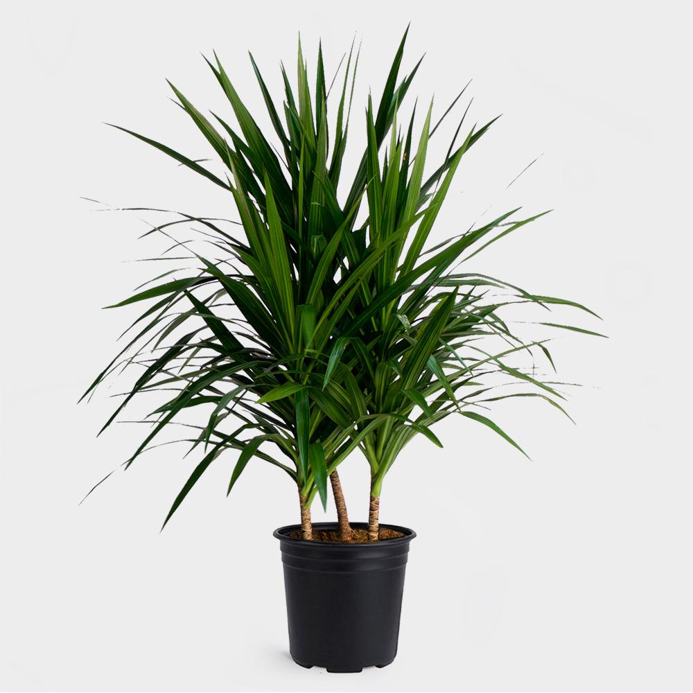 Dracaena Tarzan Bush – Casaplanta Miami