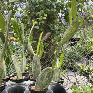 Opuntia Variegated 4”