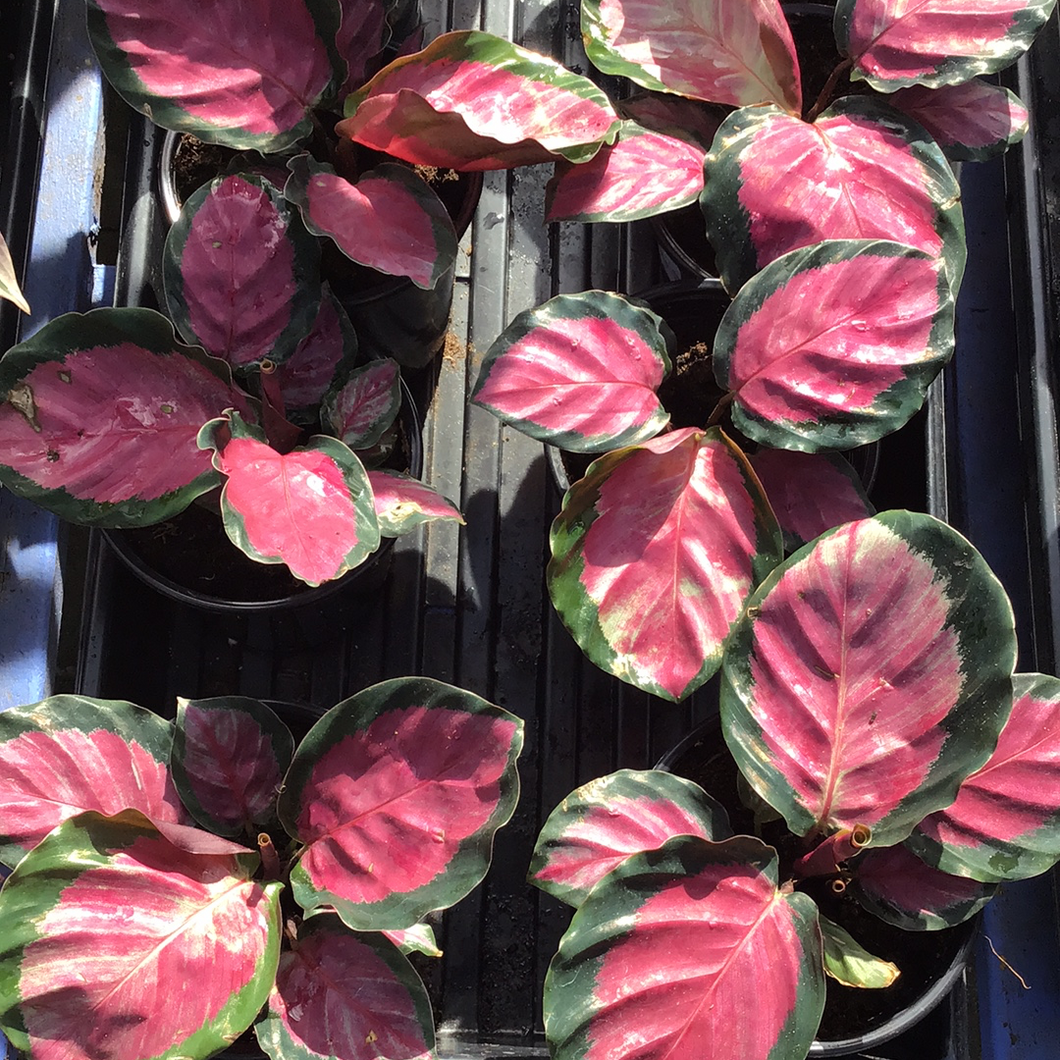 Calathea Roseopicta 'Rosy' 4