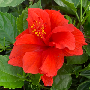 Hibiscus Bush, Double Red 3G/10"