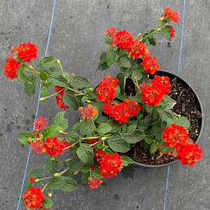 Lantana Dallas Red 6”