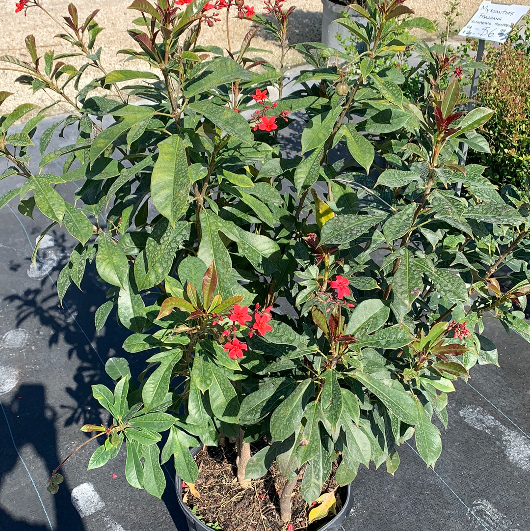 Jatropha 7G/14” – Casaplanta Miami