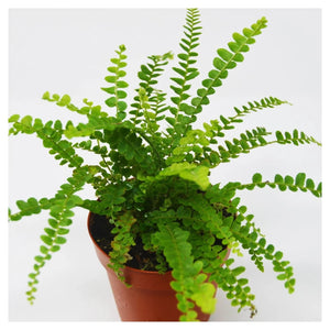 Button Fern 6"