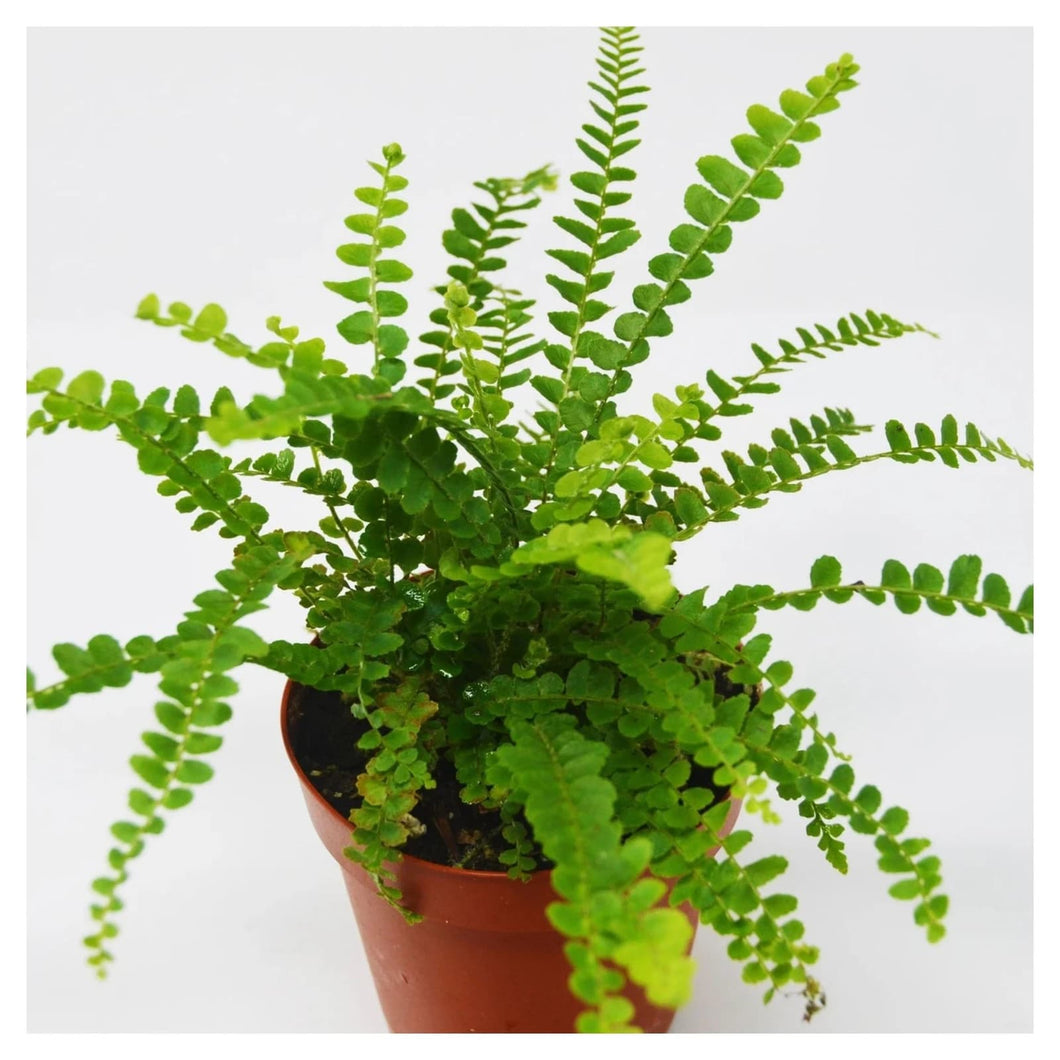 Button Fern 6