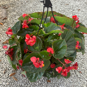 Begonia Green Leaf Scarlet HB 10”