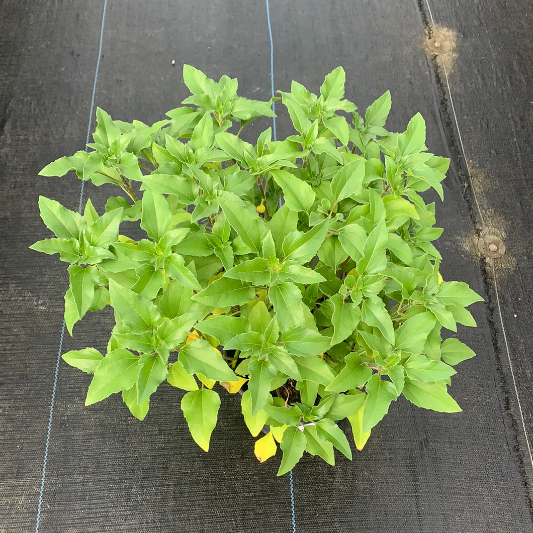 Dune Sunflower 1G/6