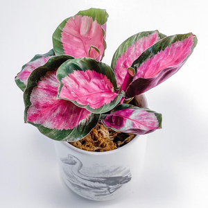 Calathea Jessy 4"