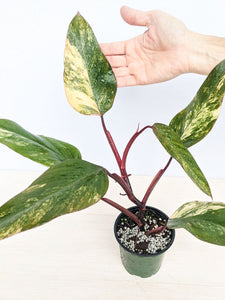 Philodendron Strawberry Shake 6"