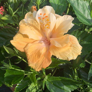 Hibiscus Bush, Double Peach 3G/10"