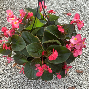 Begonia Bronze Leaf Rose HB 10”