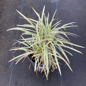 Liriope White 1G/6"