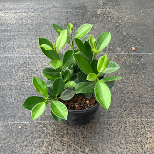 Green Island Ficus 1G/6"