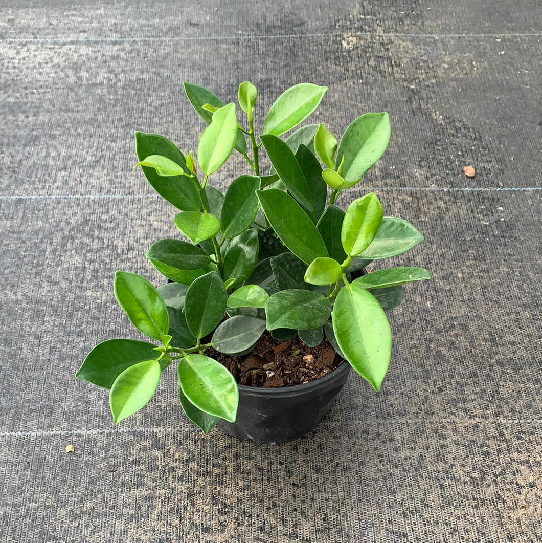 Green Island Ficus 1G/6