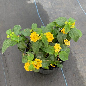 Lantana Nugget 6"