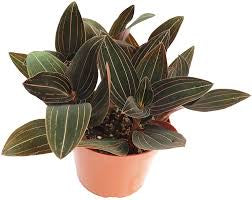 Black Jewel Orchid 3”