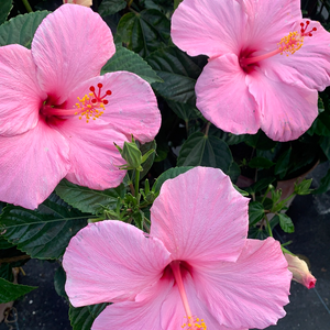 Hibiscus Bush, Seminole Pink 10"