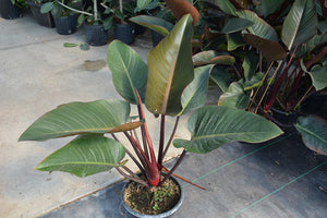 Philondendron Red Congo 3G/10"