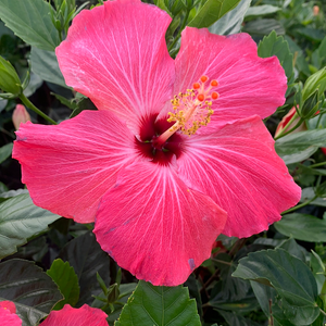 Hibiscus Bush, Painted Lady 3G/10"