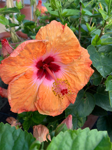 Hibiscus Yoder Orange Mandarin Wind 3G/10"