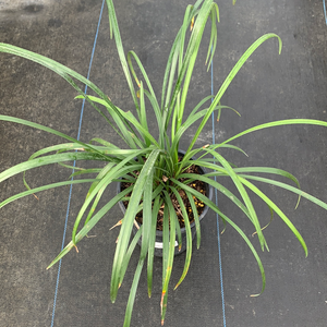 Liriope Green 1G/6"