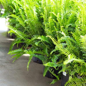 Kimberly Fern 3G/10"