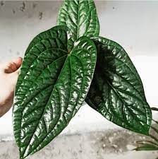 Anthurium Radicans 4.5"