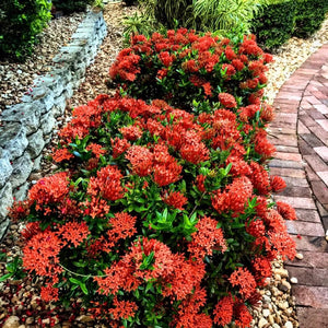 Ixora Taiwanese Red 6"