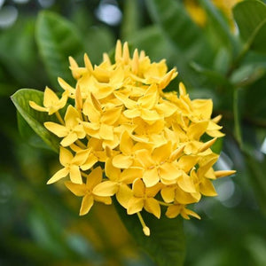 Ixora Taiwanese Yellow 3G/10"