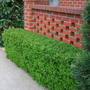 Japanese Boxwood 3G/10''