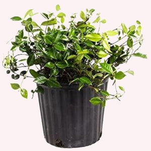 Jasmine Minima Green 6"