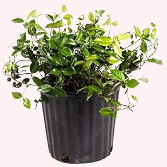 Jasmine Minima Green 6