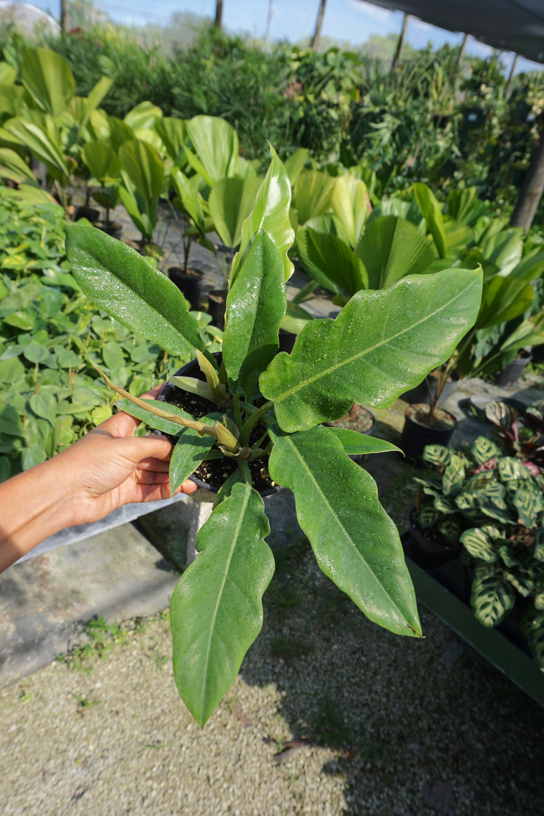 Philodendron Narrow Tiger 3G/10