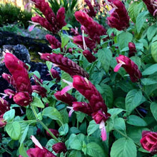 Load image into Gallery viewer, Shrimp Red 3G/10"

