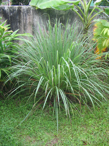 Lemon Grass 3G/10"