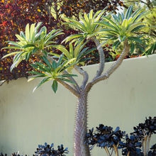Load image into Gallery viewer, Madagascar Palm
