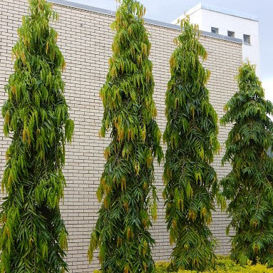Mast Tree 25G