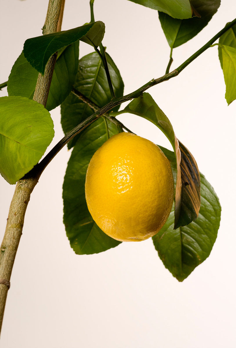 Meyer Lemon – Casaplanta Miami