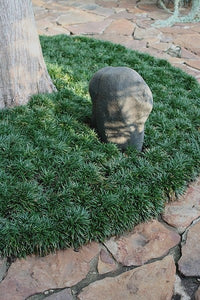 Mondo Grass 6"