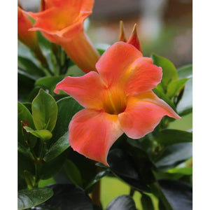 Dipladenia Coral 12" HB