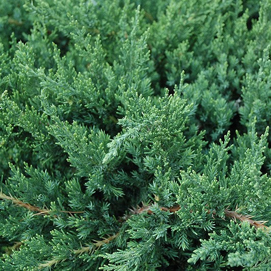 Juniper Parsonii 3G/10