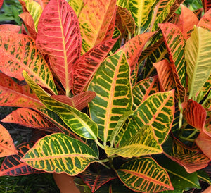 Croton Petra 4"