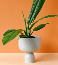 Load image into Gallery viewer, Philodendron Campii 6"
